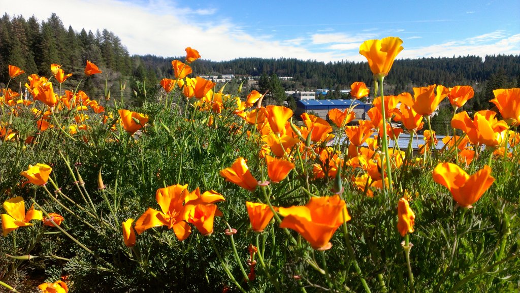 Nevada County