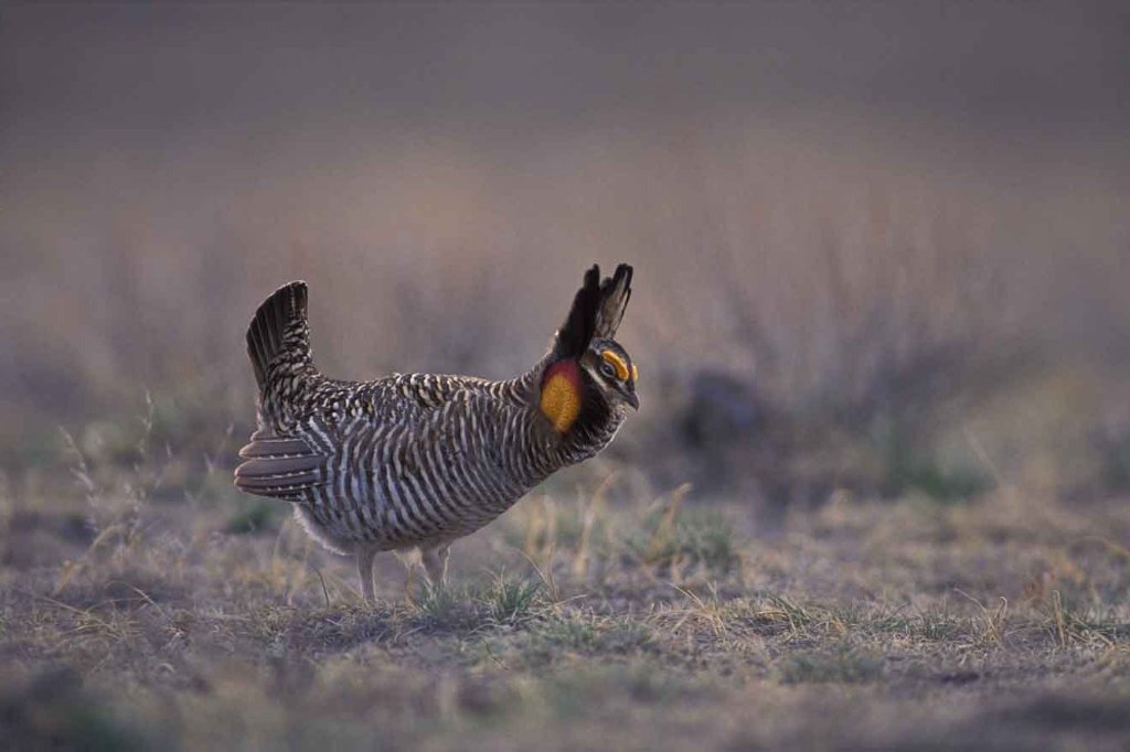 Prairie Grouse & Dove Hunt — 3 Days