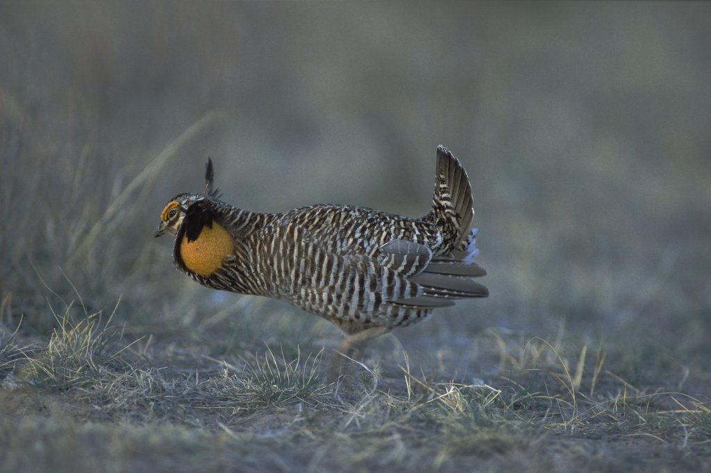 Prairie Grouse & Dove Hunt — 2 Days