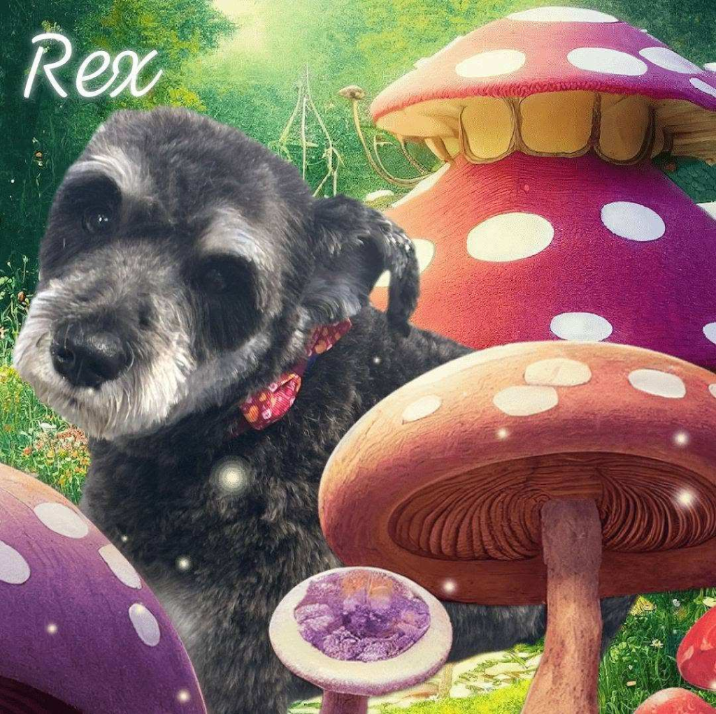 Rex
