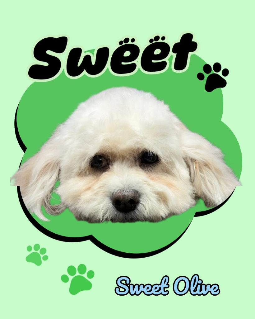 Sweet Olive