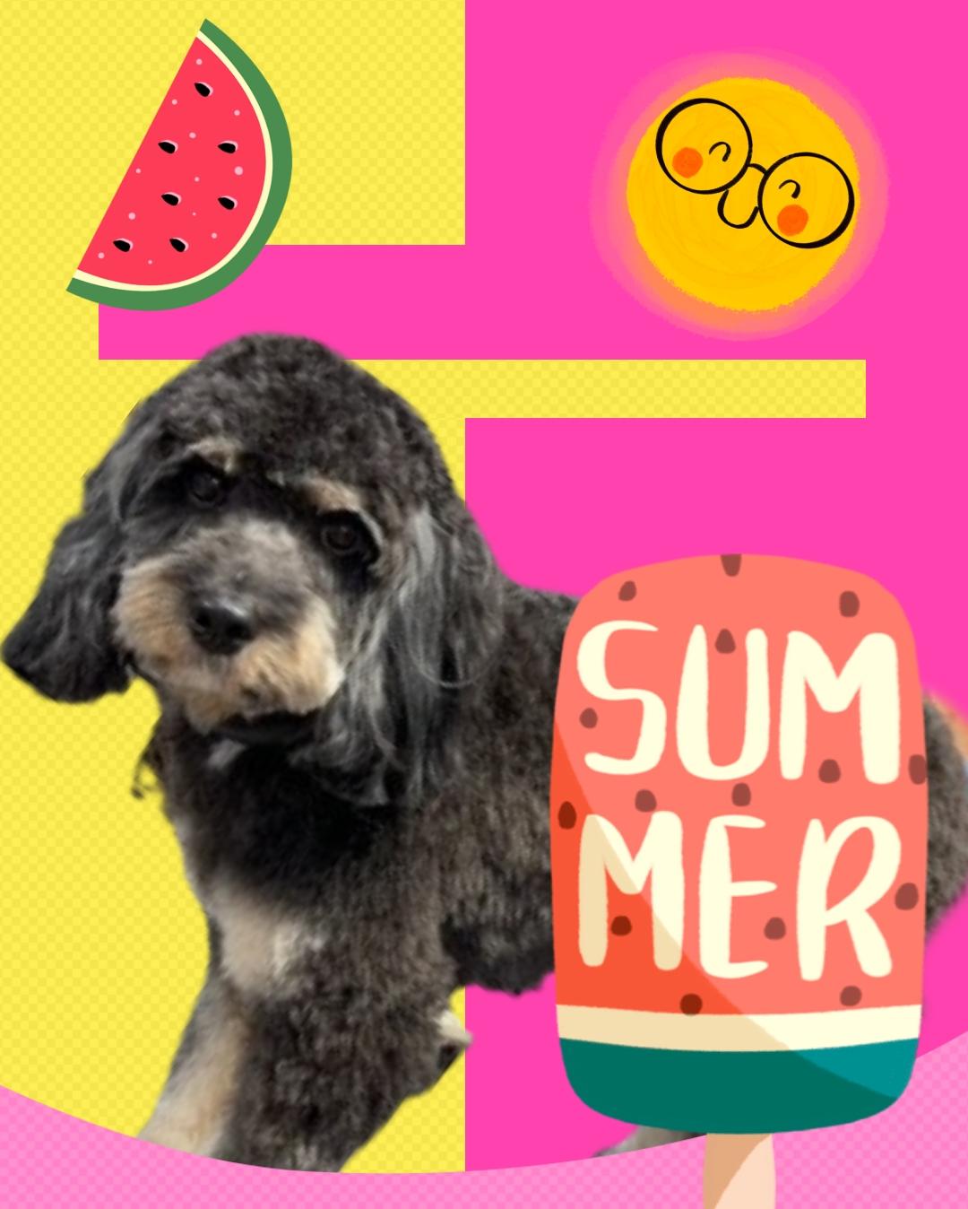 Summer Pup