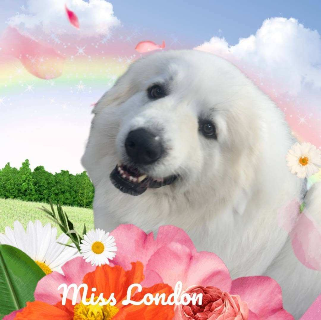 Miss London