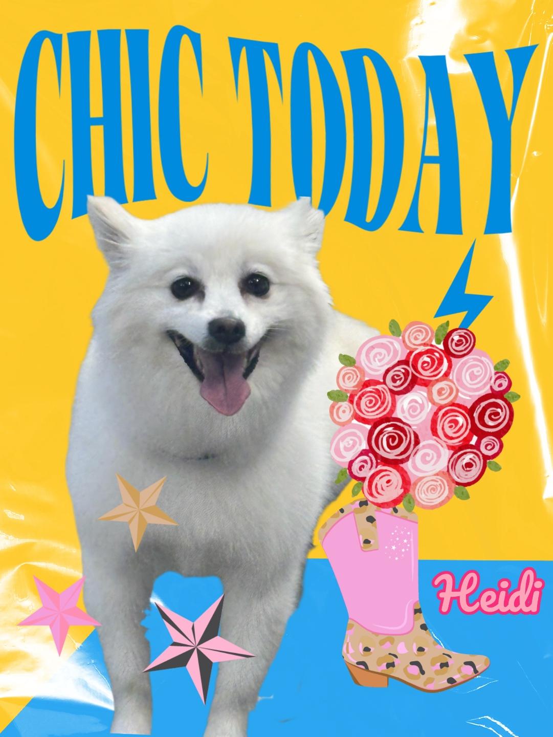 Heidi - Chic Today