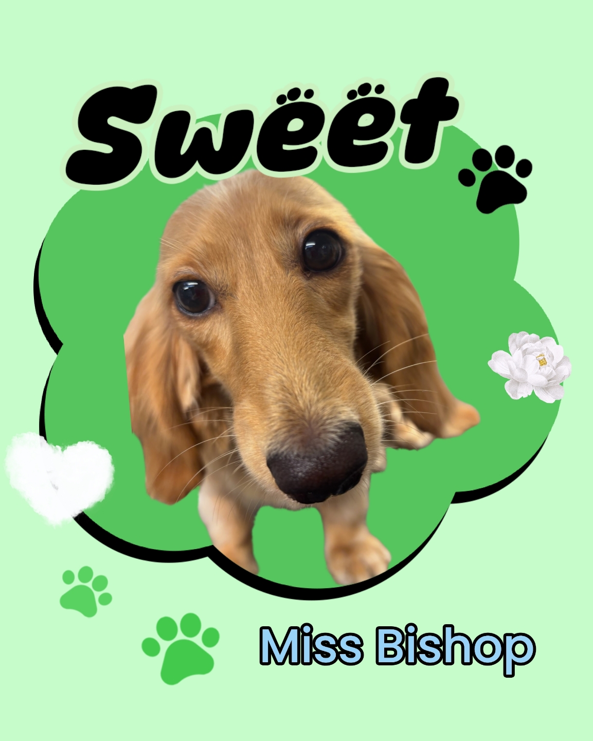Sweet - Miss Bishop