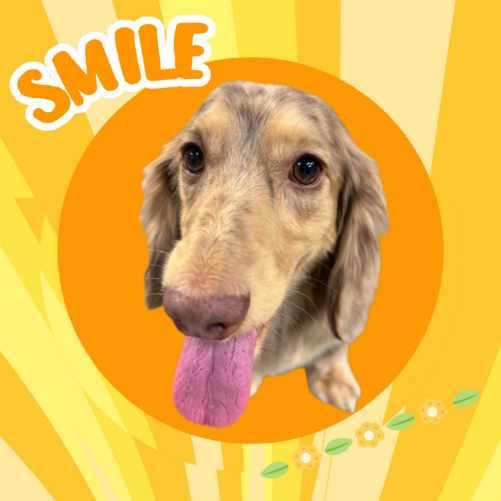 Smile