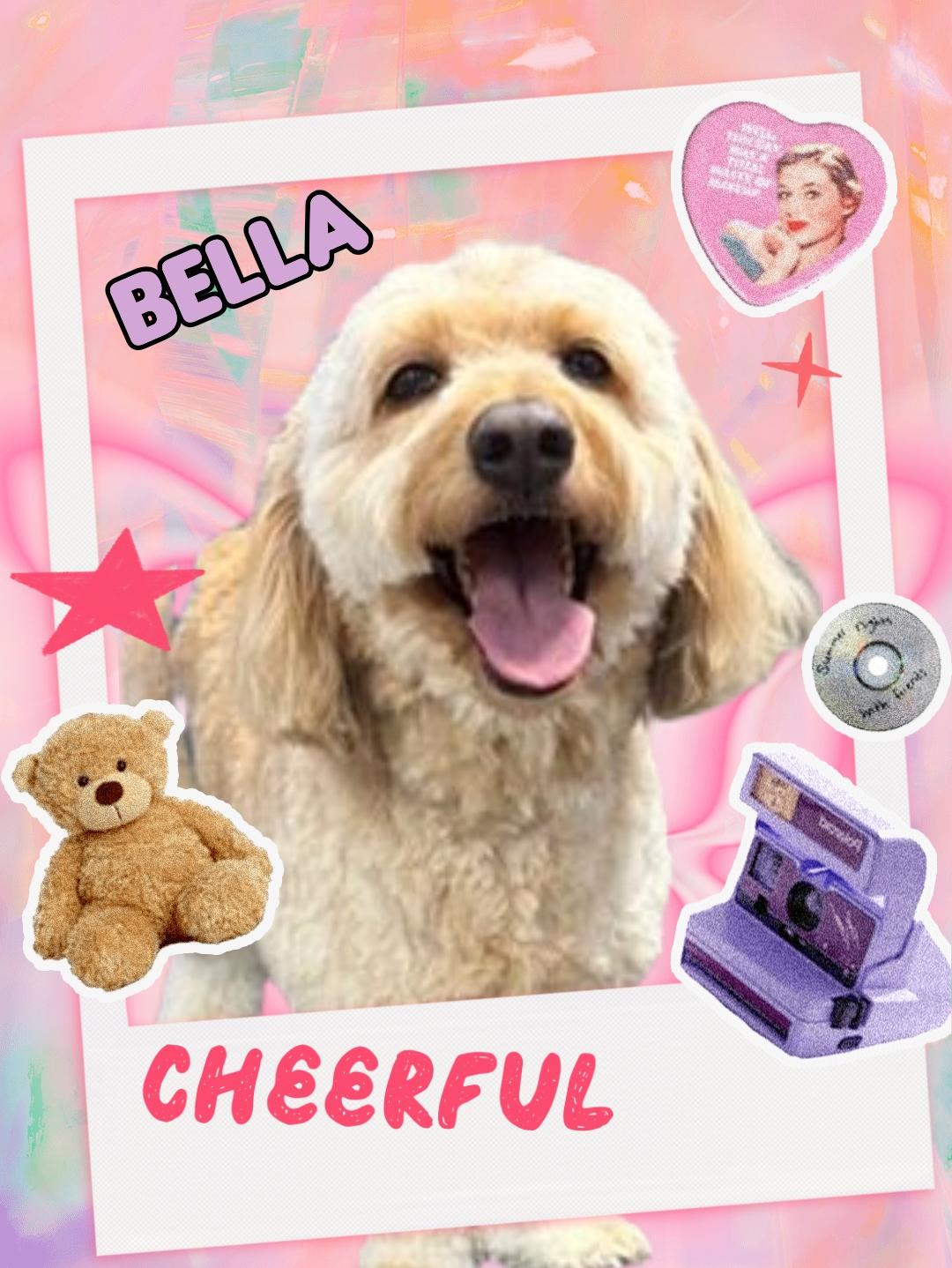 Bella - Cheerful