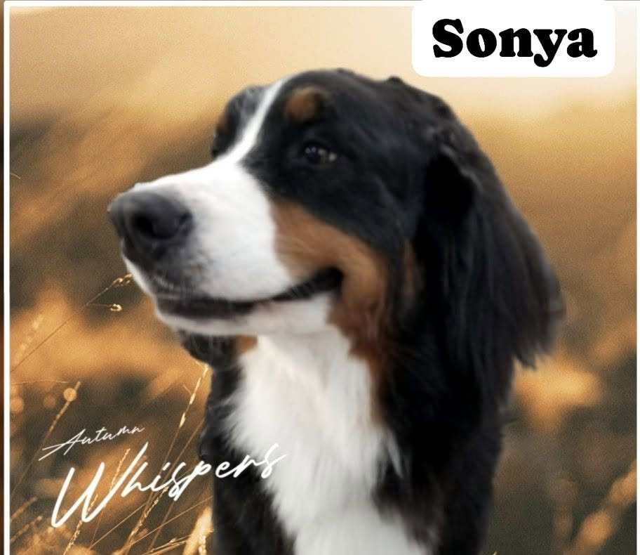 Sonya - Autumn Whispers