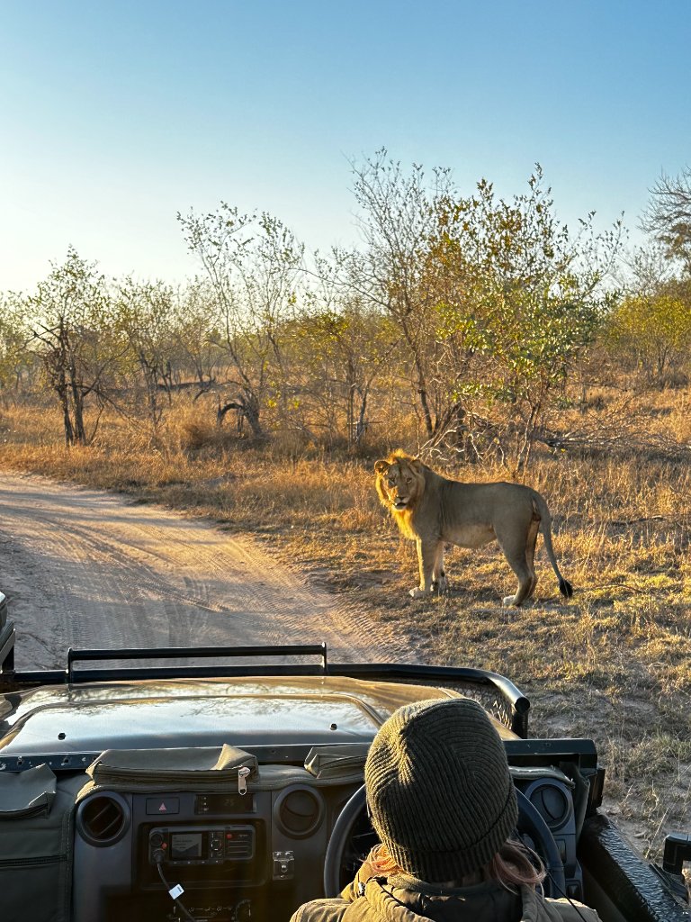 A male lion standing on the edge of a dirt safari track, looking toward the vehicle