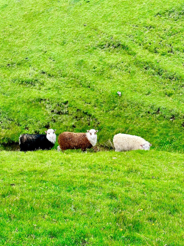 Sheep grazing in the Faroe Islands countryside