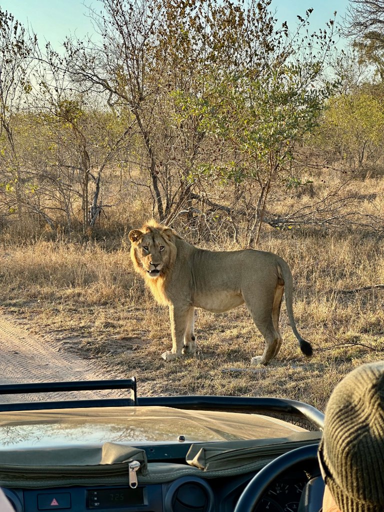 Male lion standing on a dirt safari track in Kruger National Park at golden hour