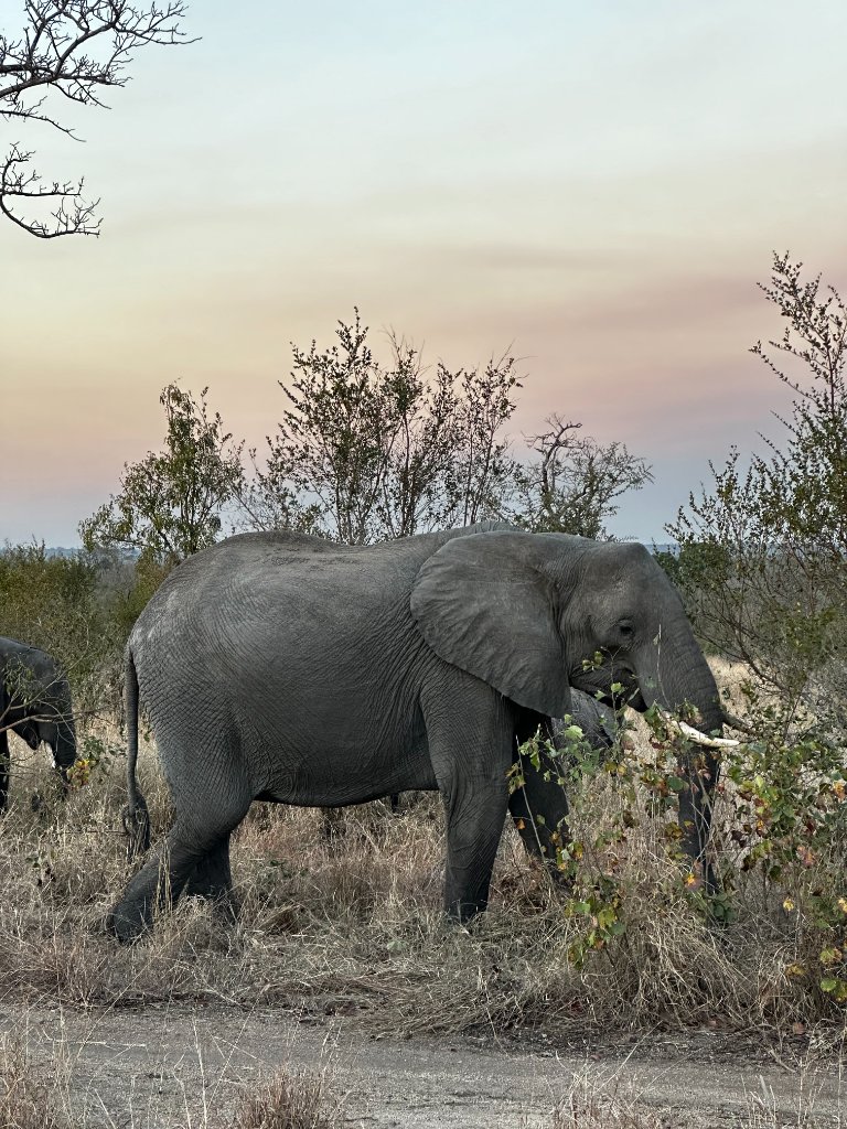 A large African elephant feeding on dry shrubs in the bushveld at golden hour