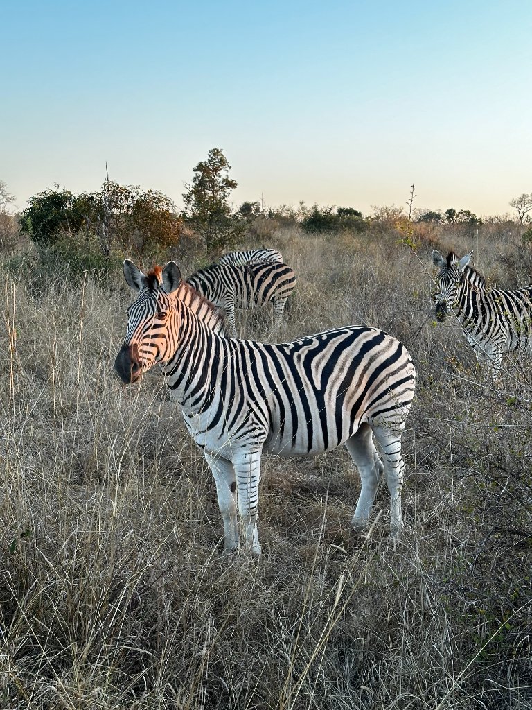 Three zebras standing among dry brush in a Kruger savanna