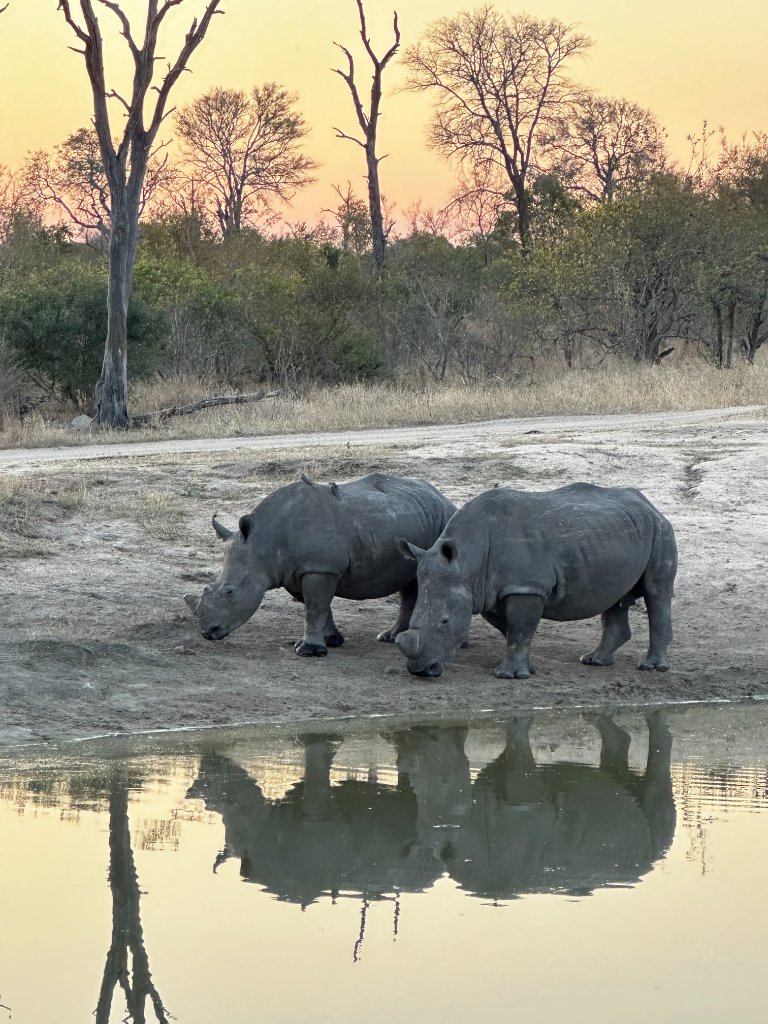 Two rhinoceroses drinking at a waterhole reflected in still water