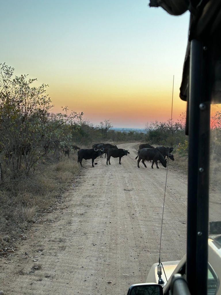A herd of African buffalo crossing a dirt road in Kruger at sunset