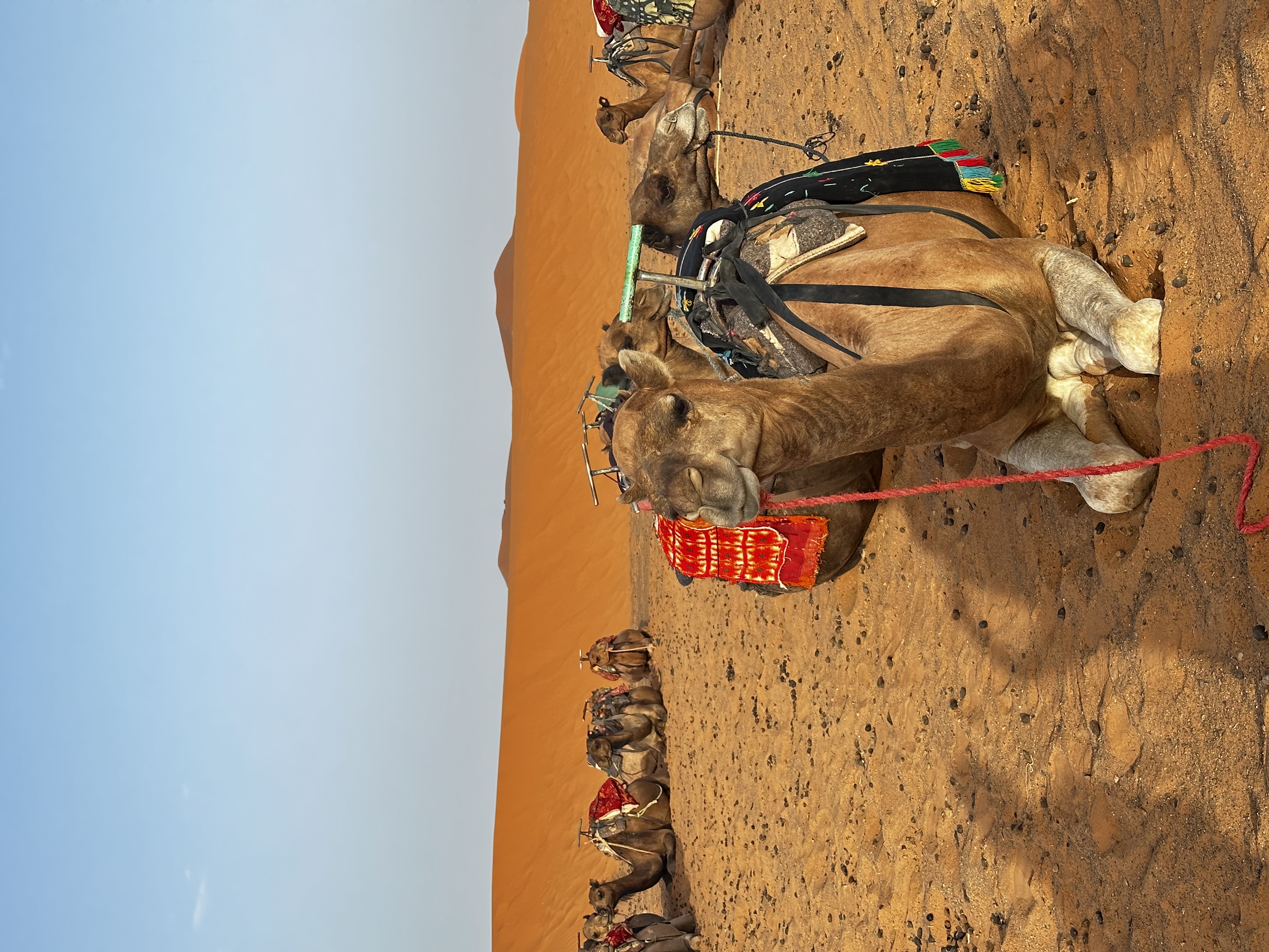 Camels resting in a line in the Erg Chebbi dunes