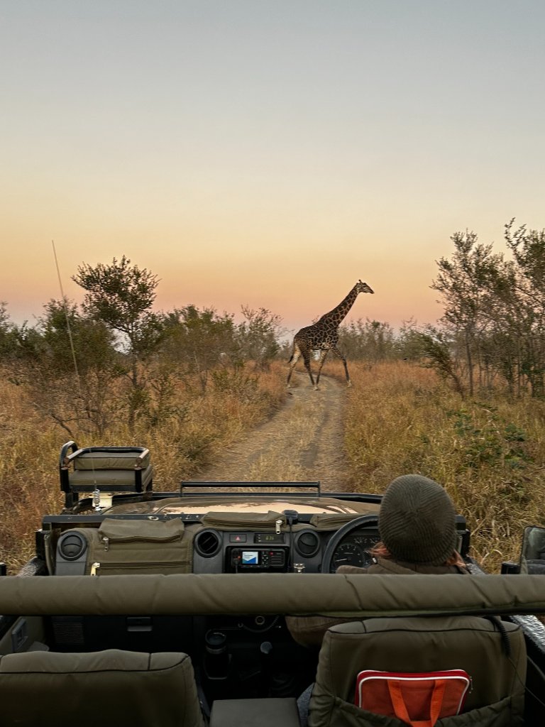 A giraffe walking across a dirt track viewed from inside an open safari vehicle at sunrise