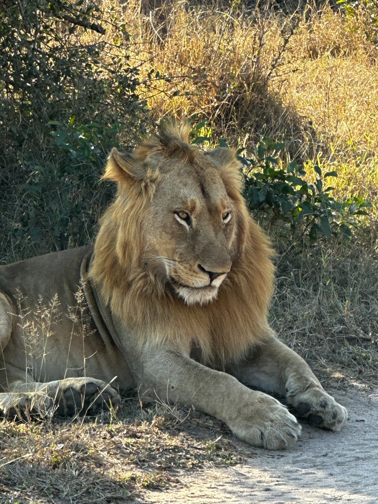 Close-up of a male lion lying in golden light, looking calmly toward the camera