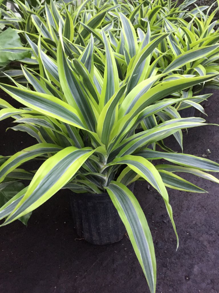Tropical Plants