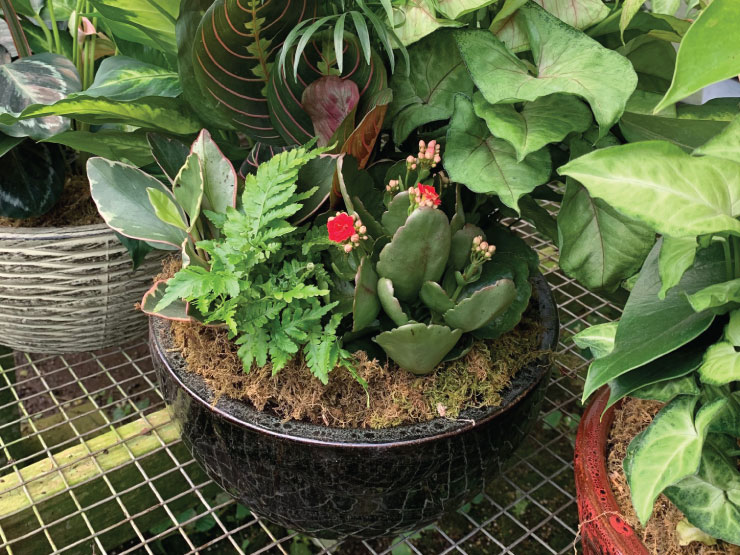Dish Gardens