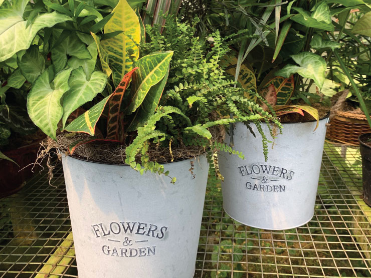Bucket Gardens