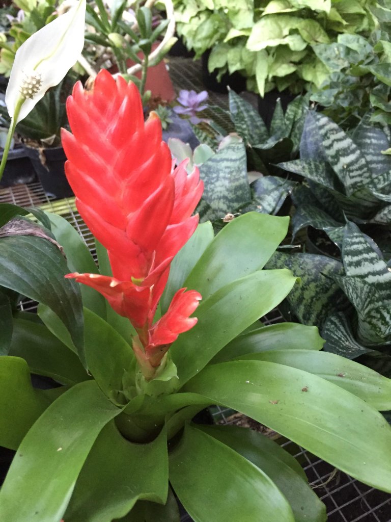 Winter Gardens Greenhouse