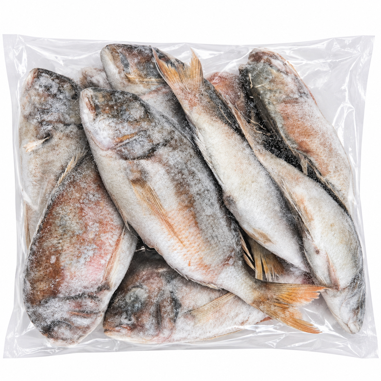 African Snapper 3kg