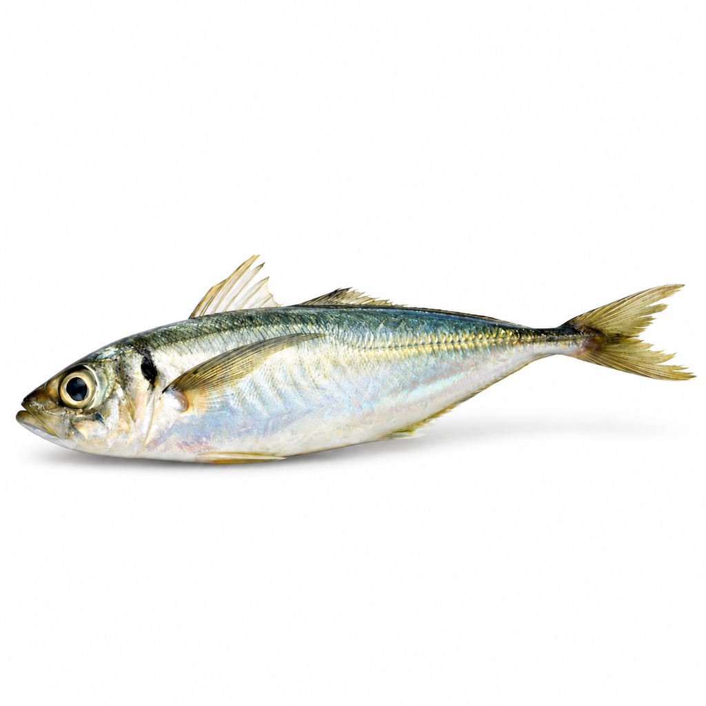Horse Mackerel 20kg