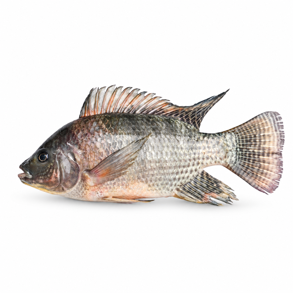 Tilapia Box