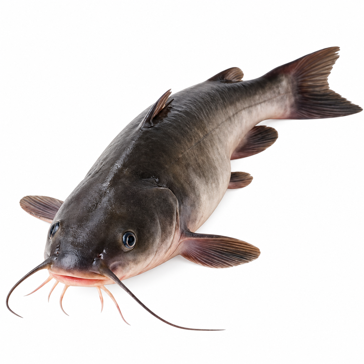 African Catfish