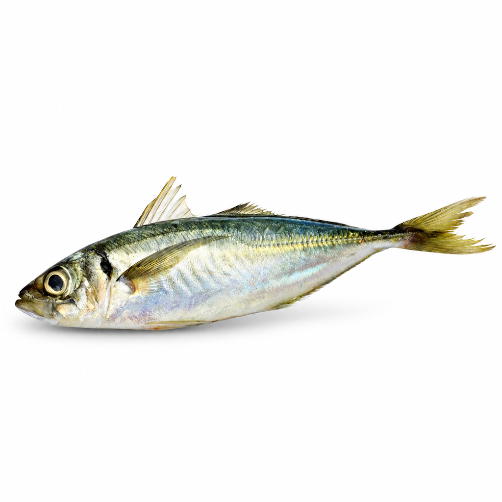Seafood