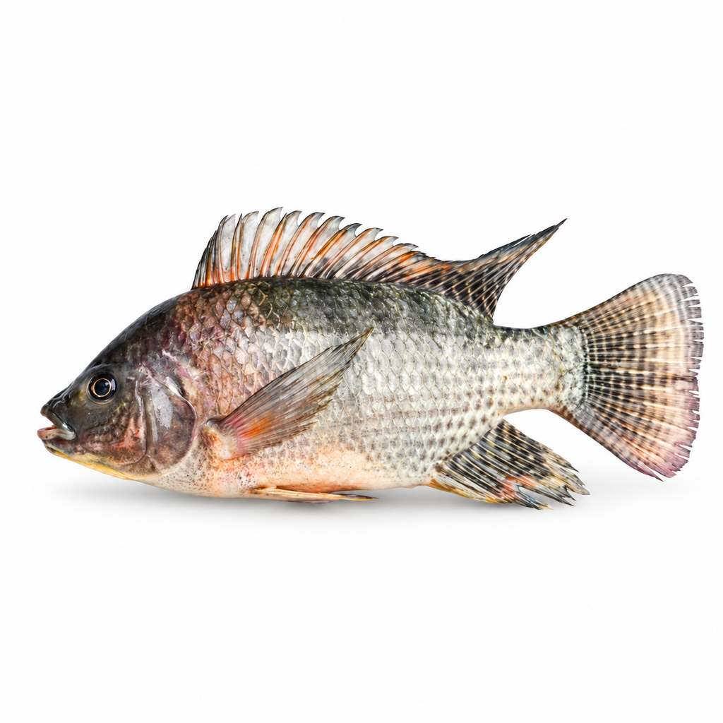 Tilapia 18 lbs