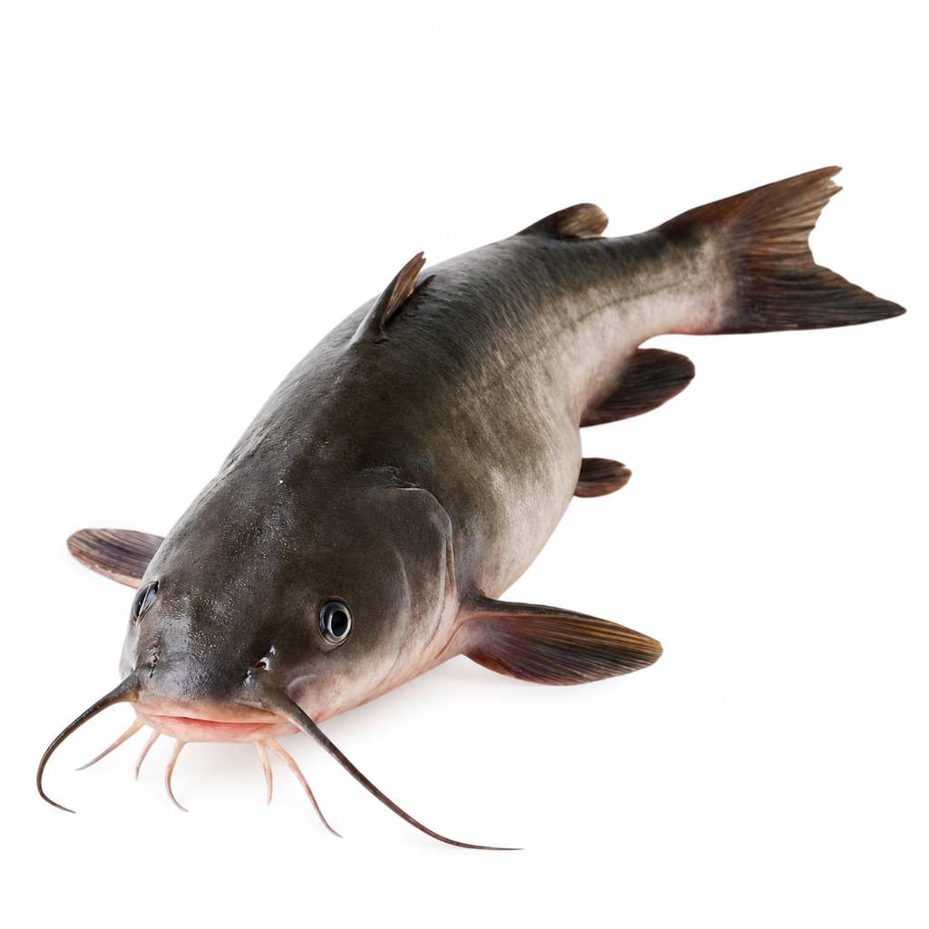 Frozen Catfish