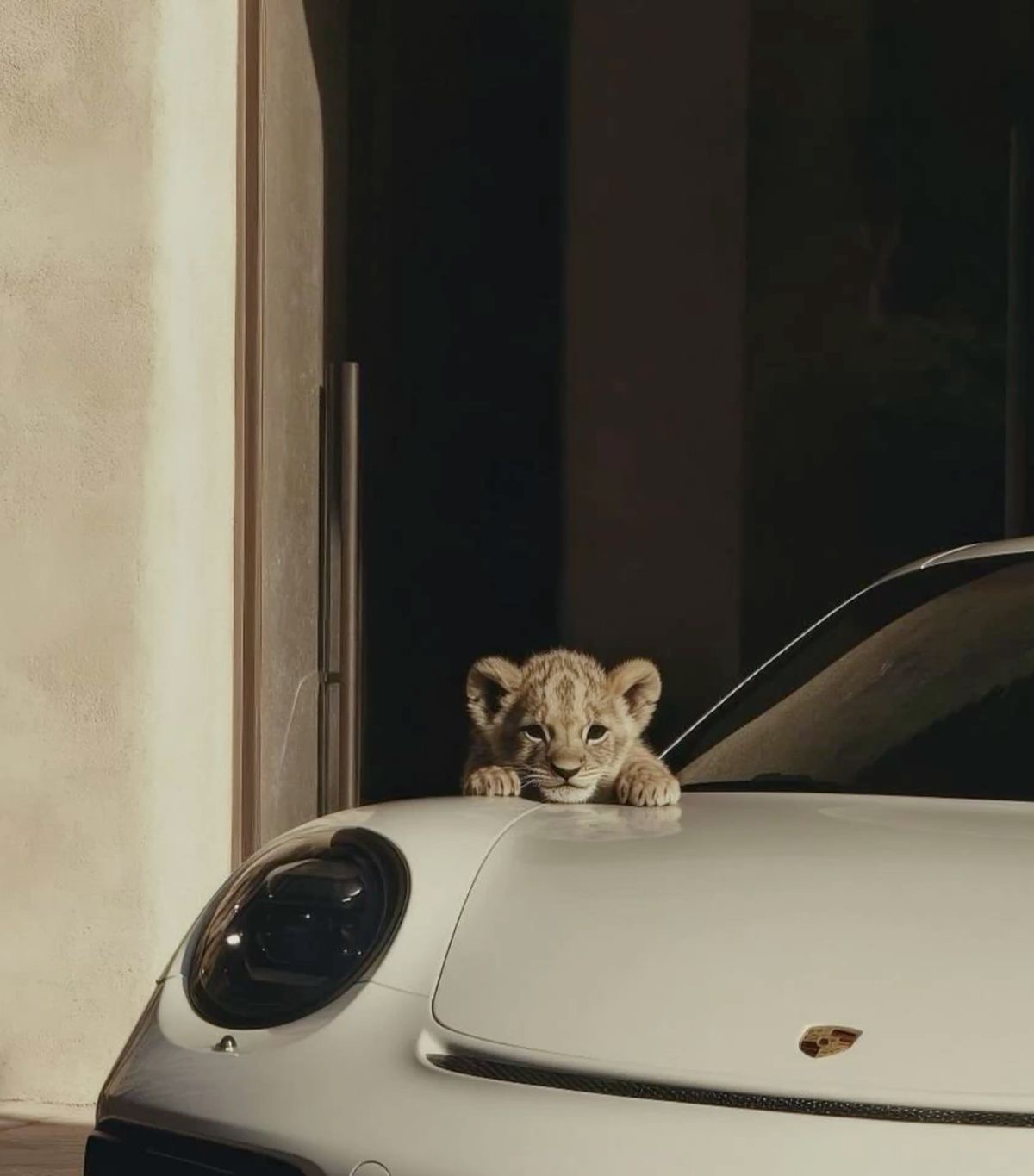 Lion cub resting on the hood of a white Porsche