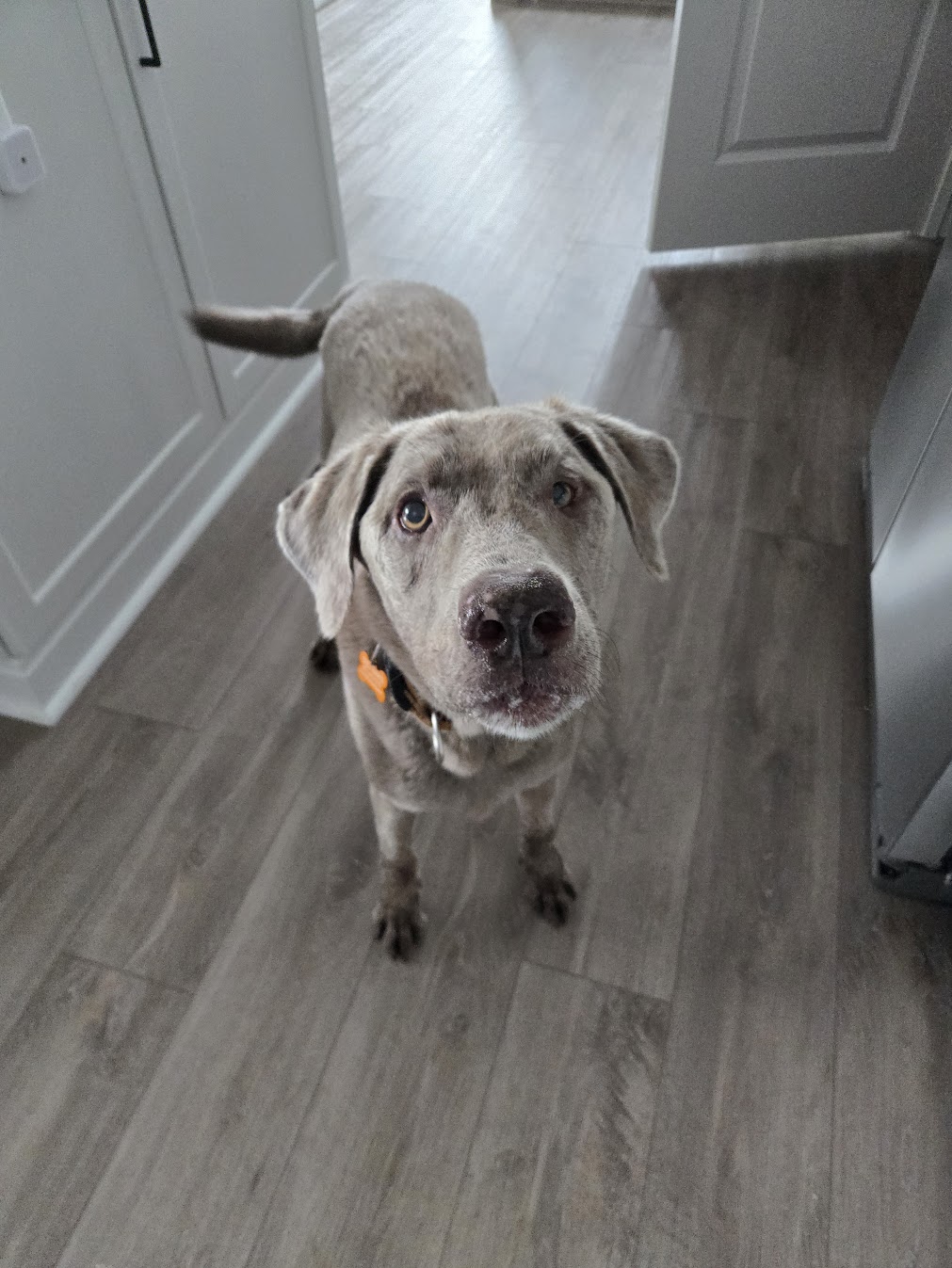 Client dog