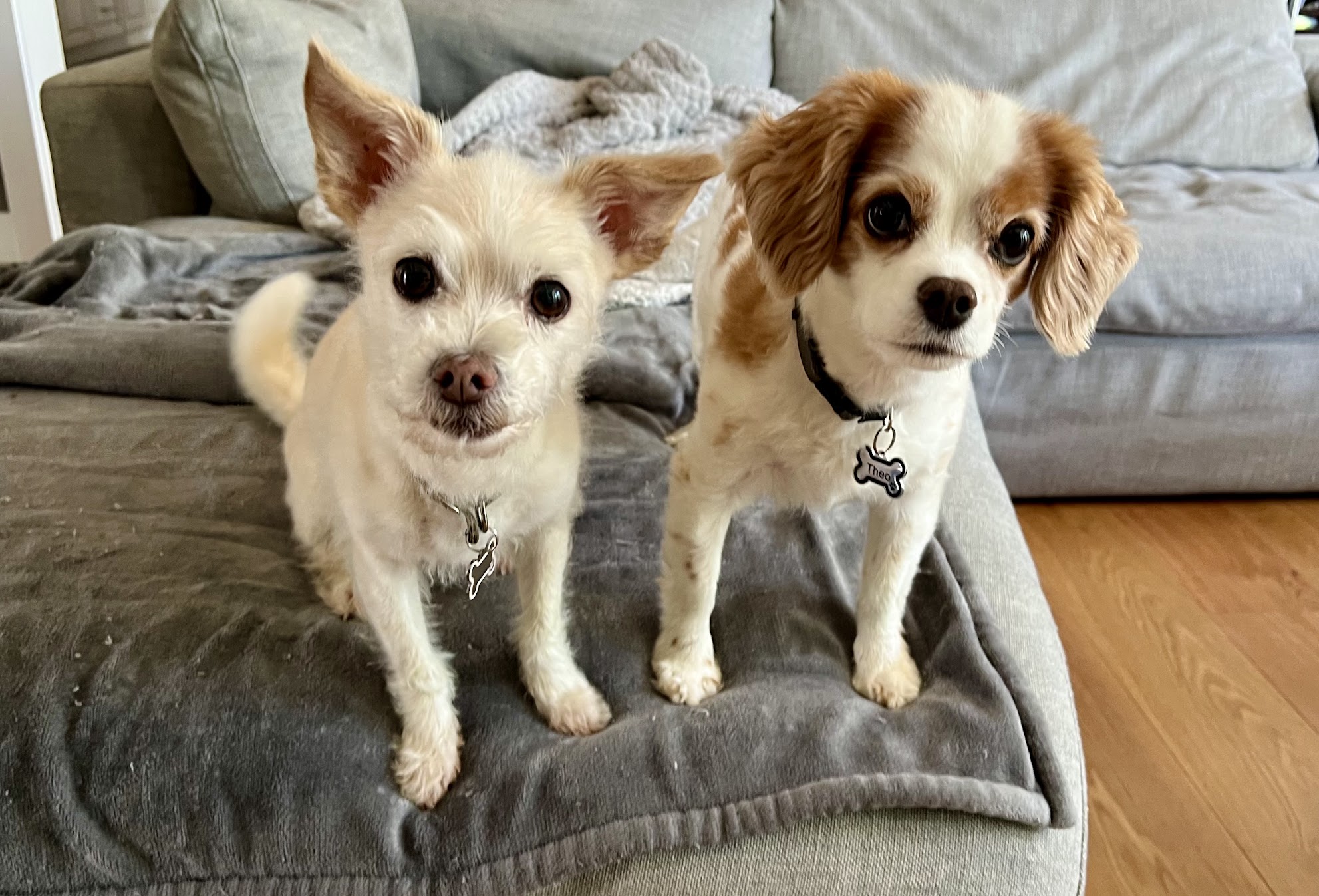 Pet Sitting