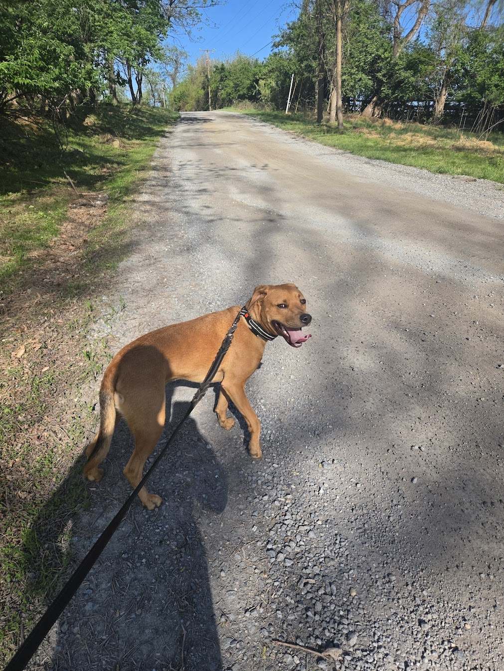 Dog walking on country road