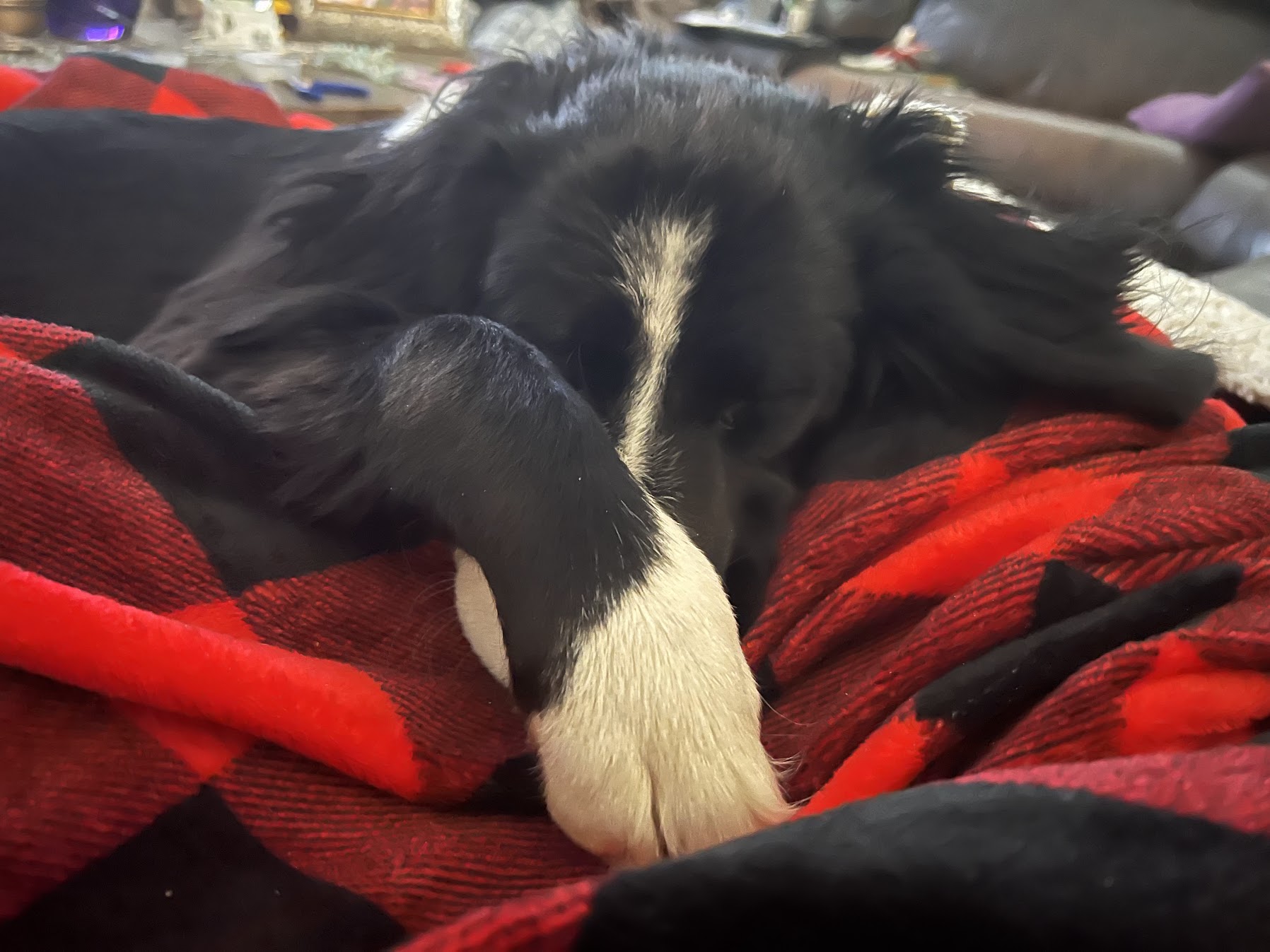Client dog