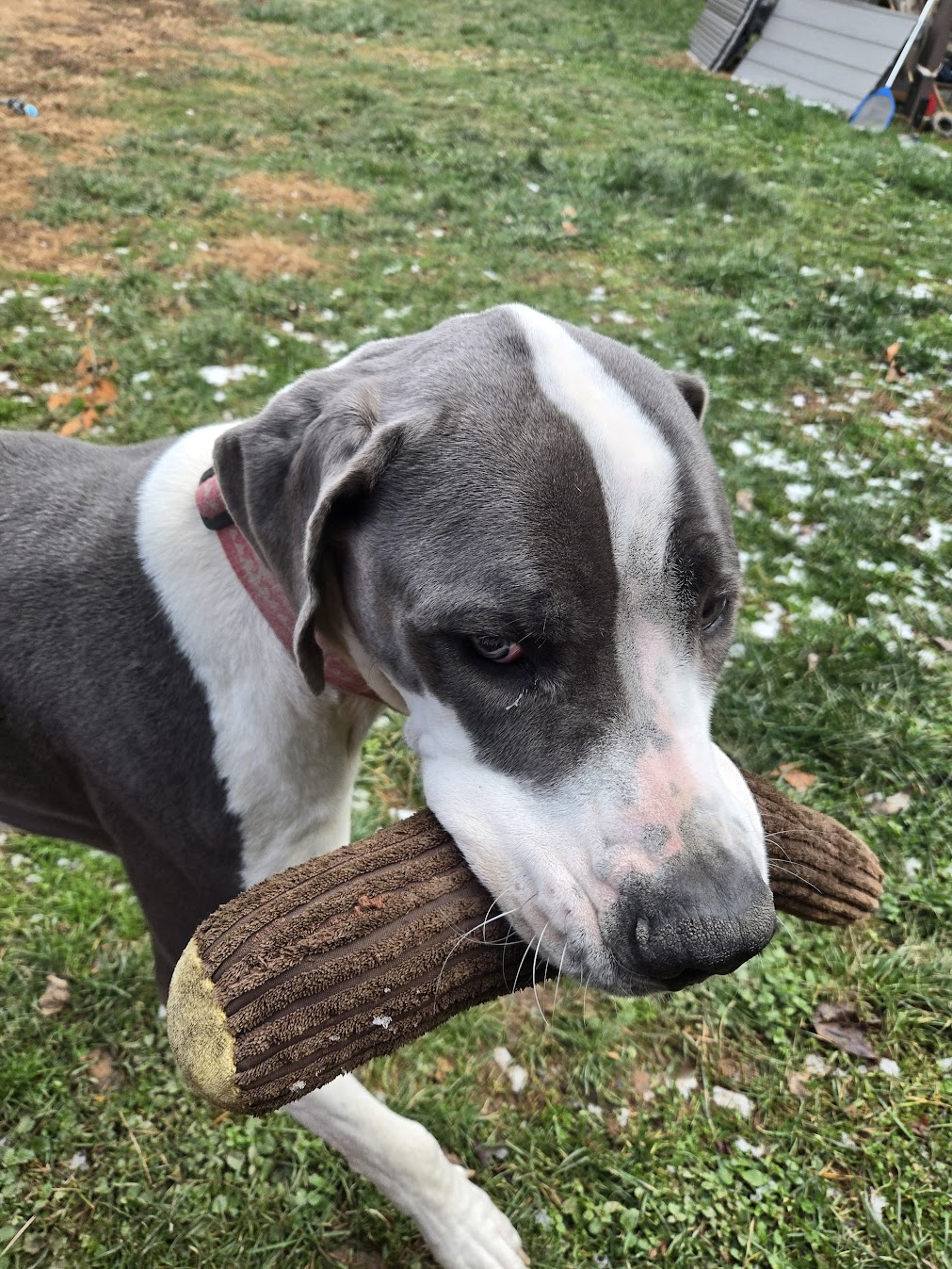 Client dog