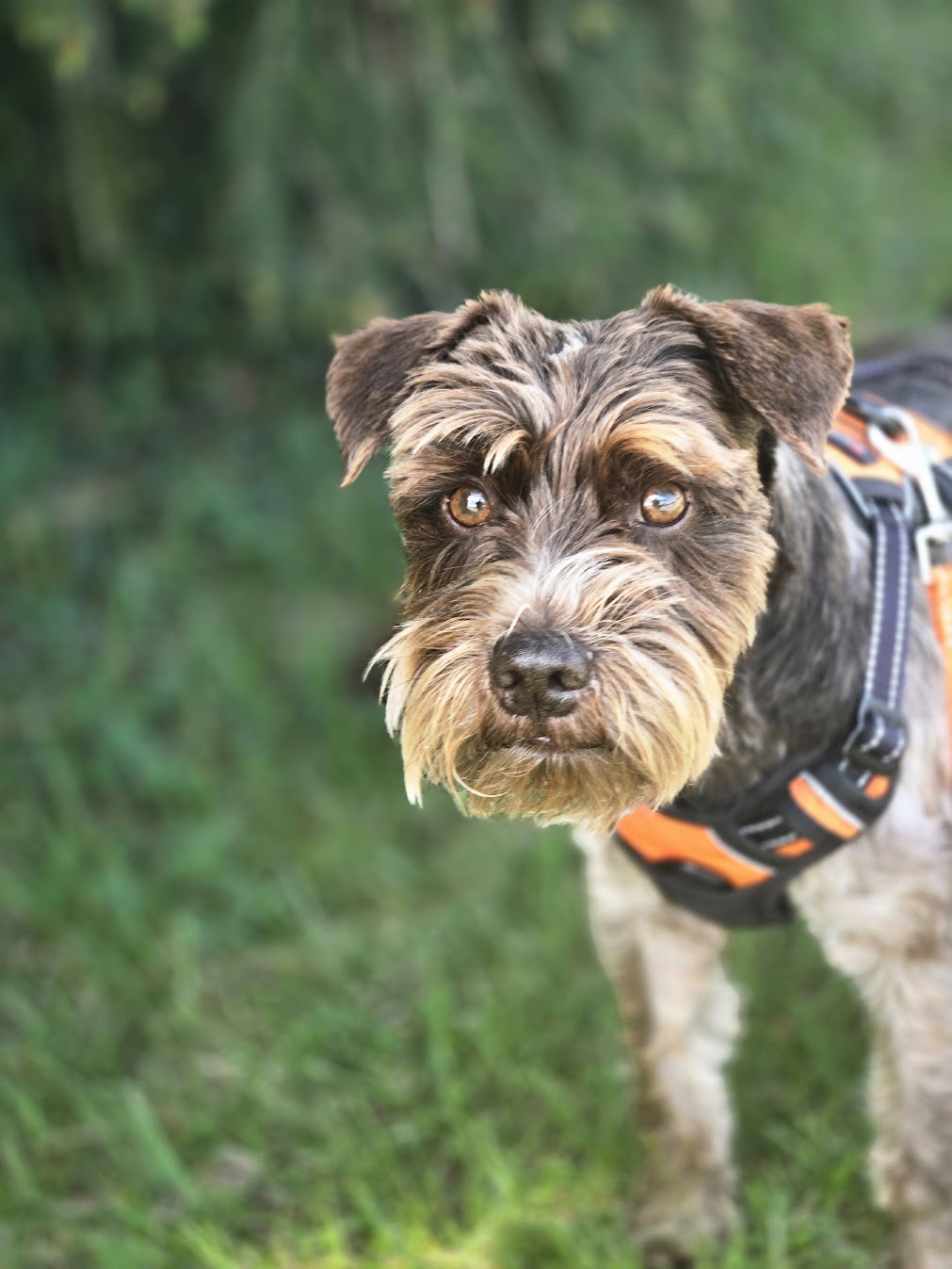 Dog Walking