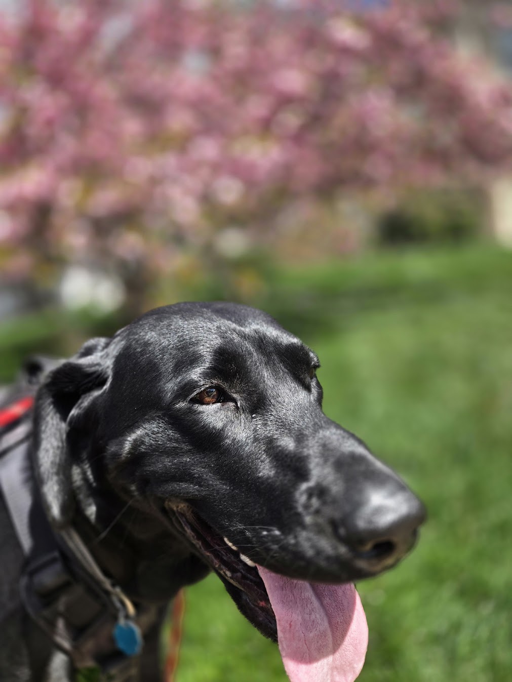 Client dog