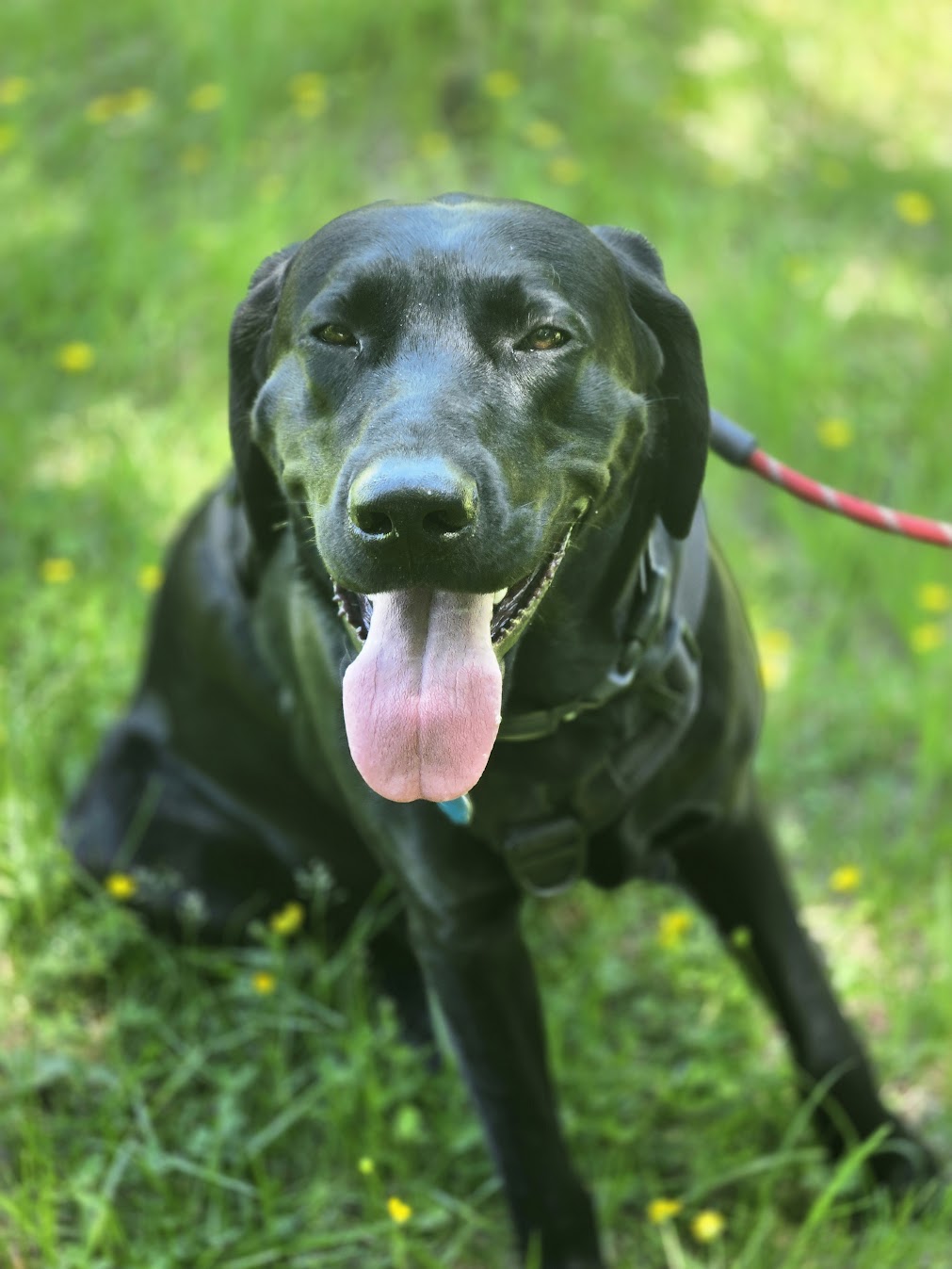 Client dog