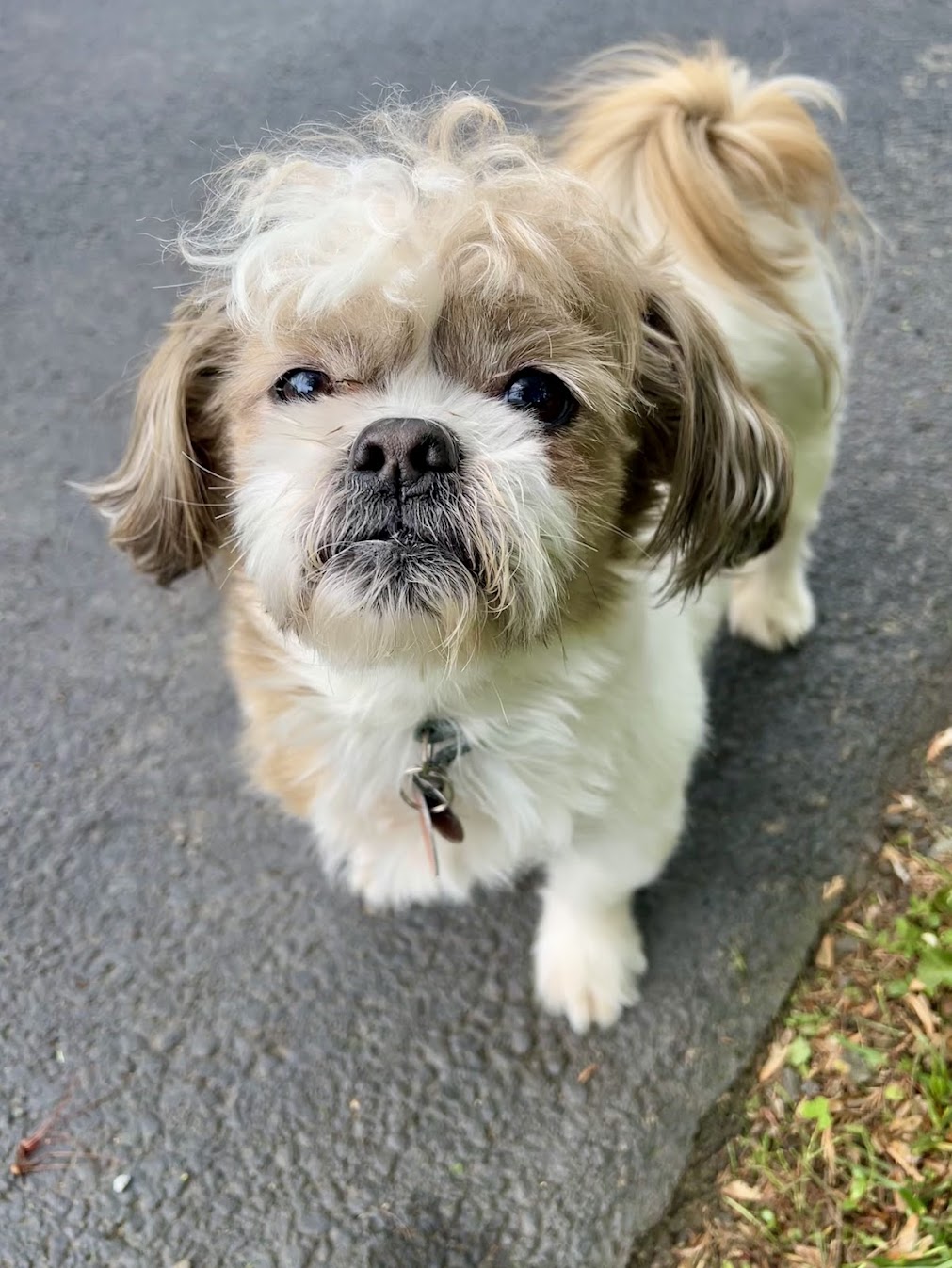 Cute dog looking up