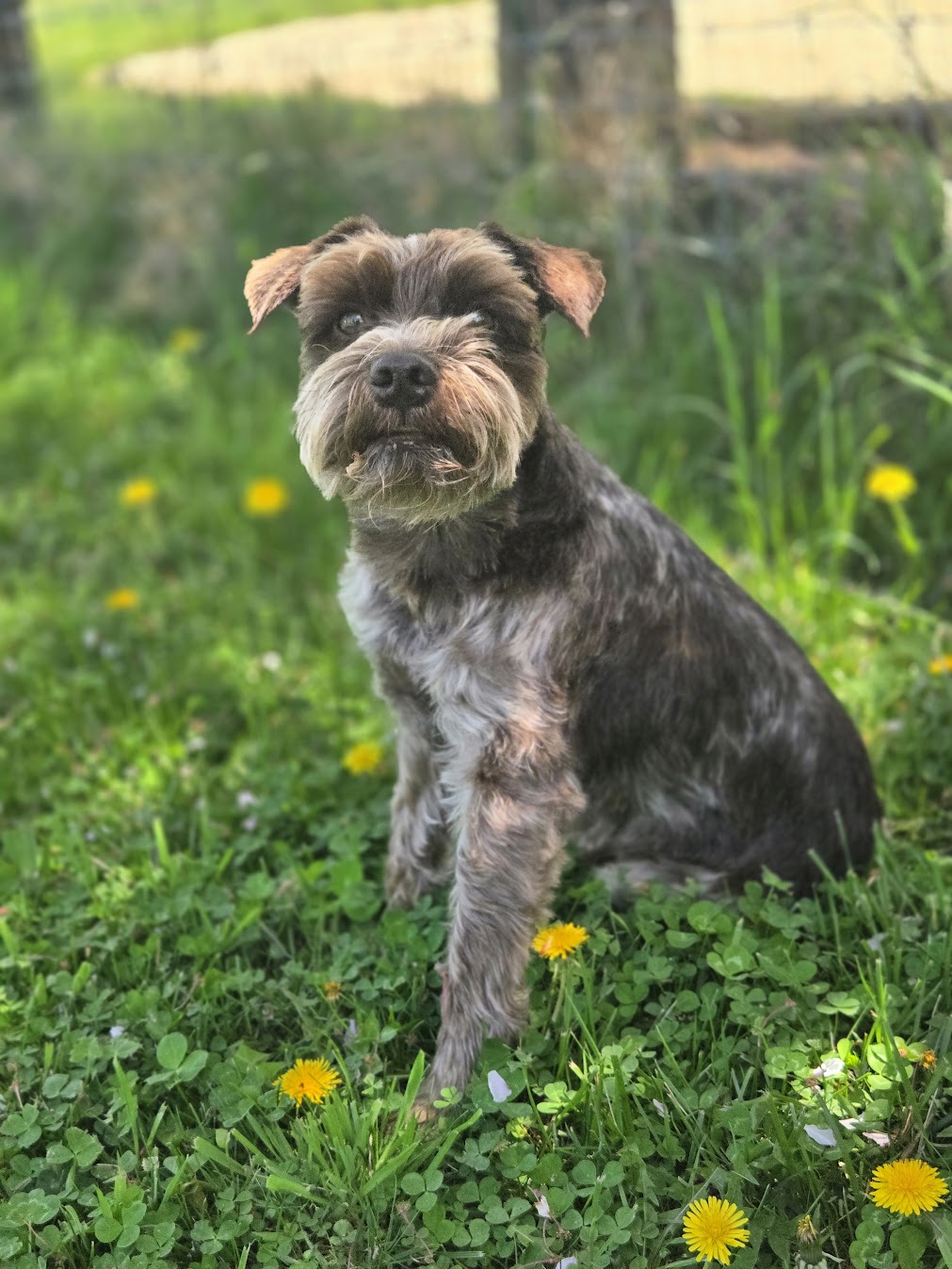 Happy dog on a walk