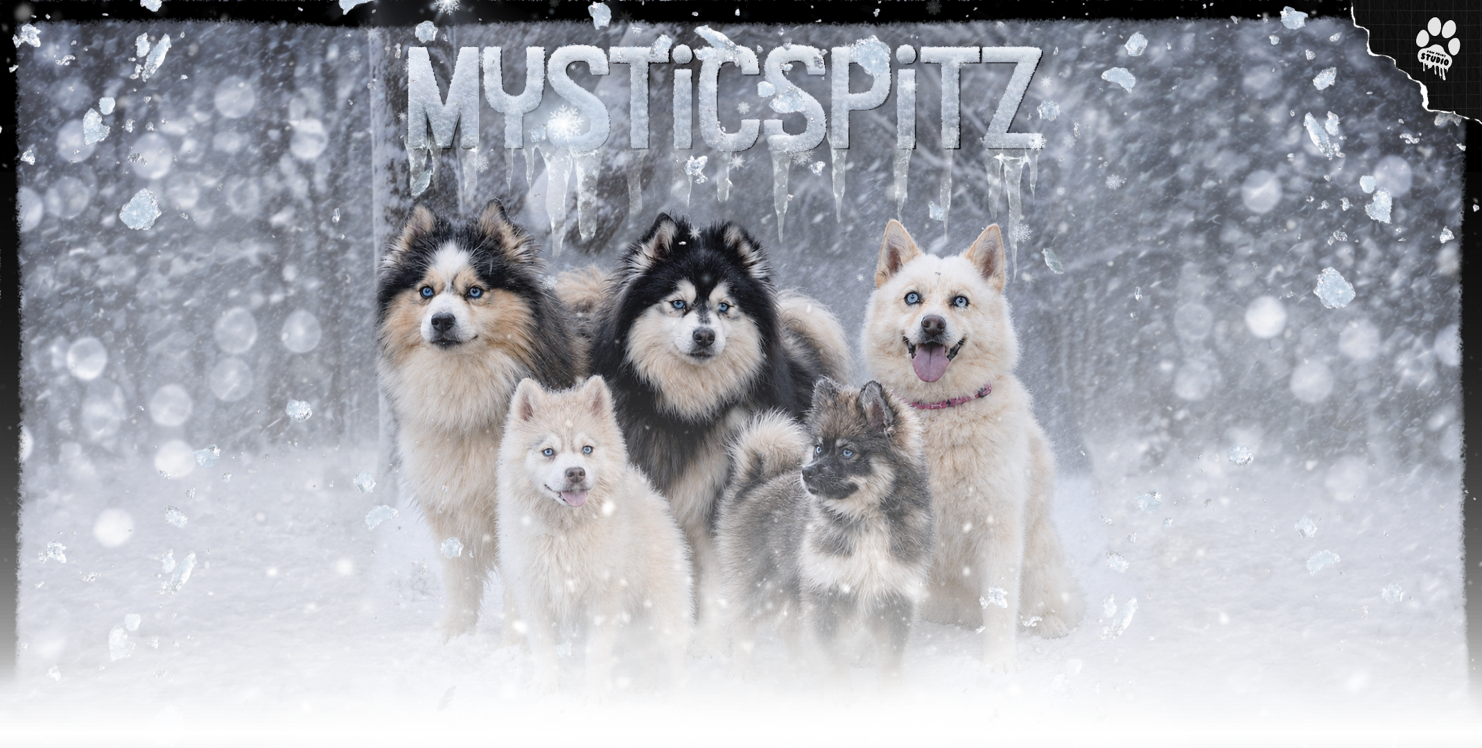 Mystic Spitz dogs in snow