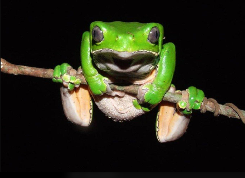 Close-up of a Phyllomedusa bicolor frog gripping a thin branch