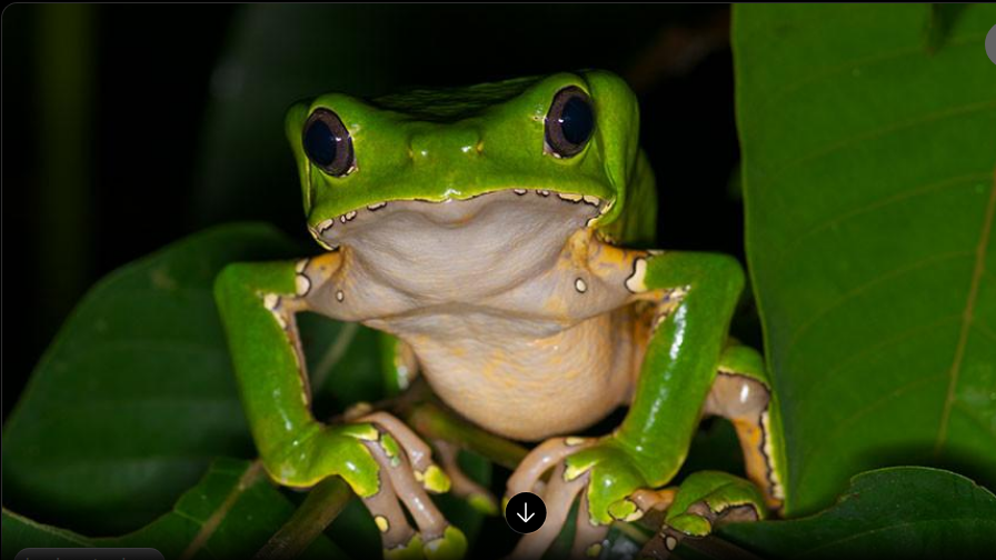Giant monkey frog Phyllomedusa bicolor facing the camera on a branch