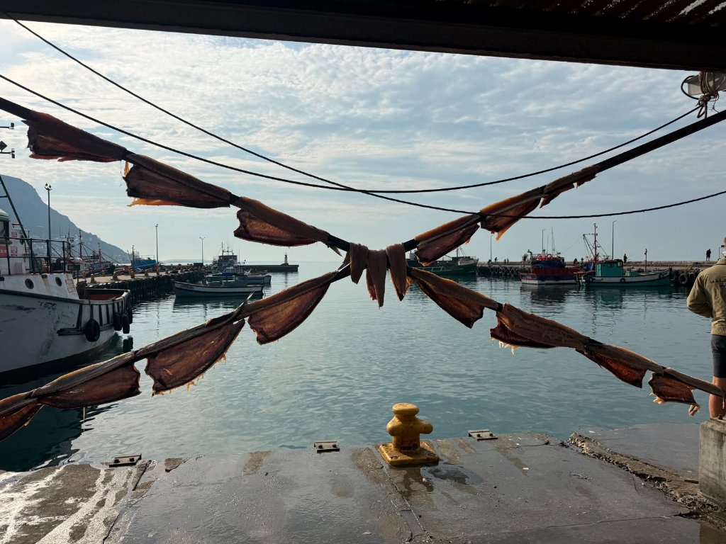Dried bokkoms at a harbour on the Peninsula route
