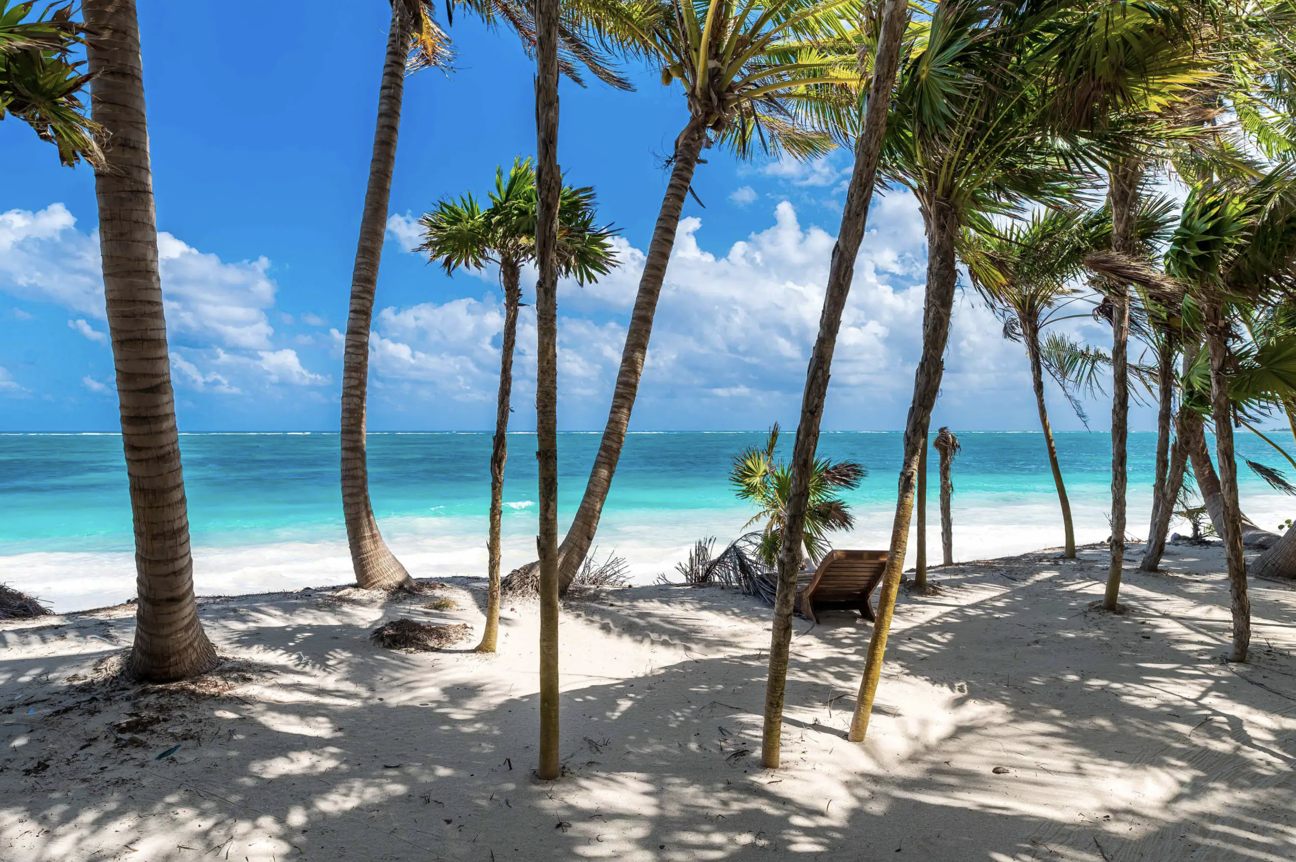 Lounge chair in the palm shade
