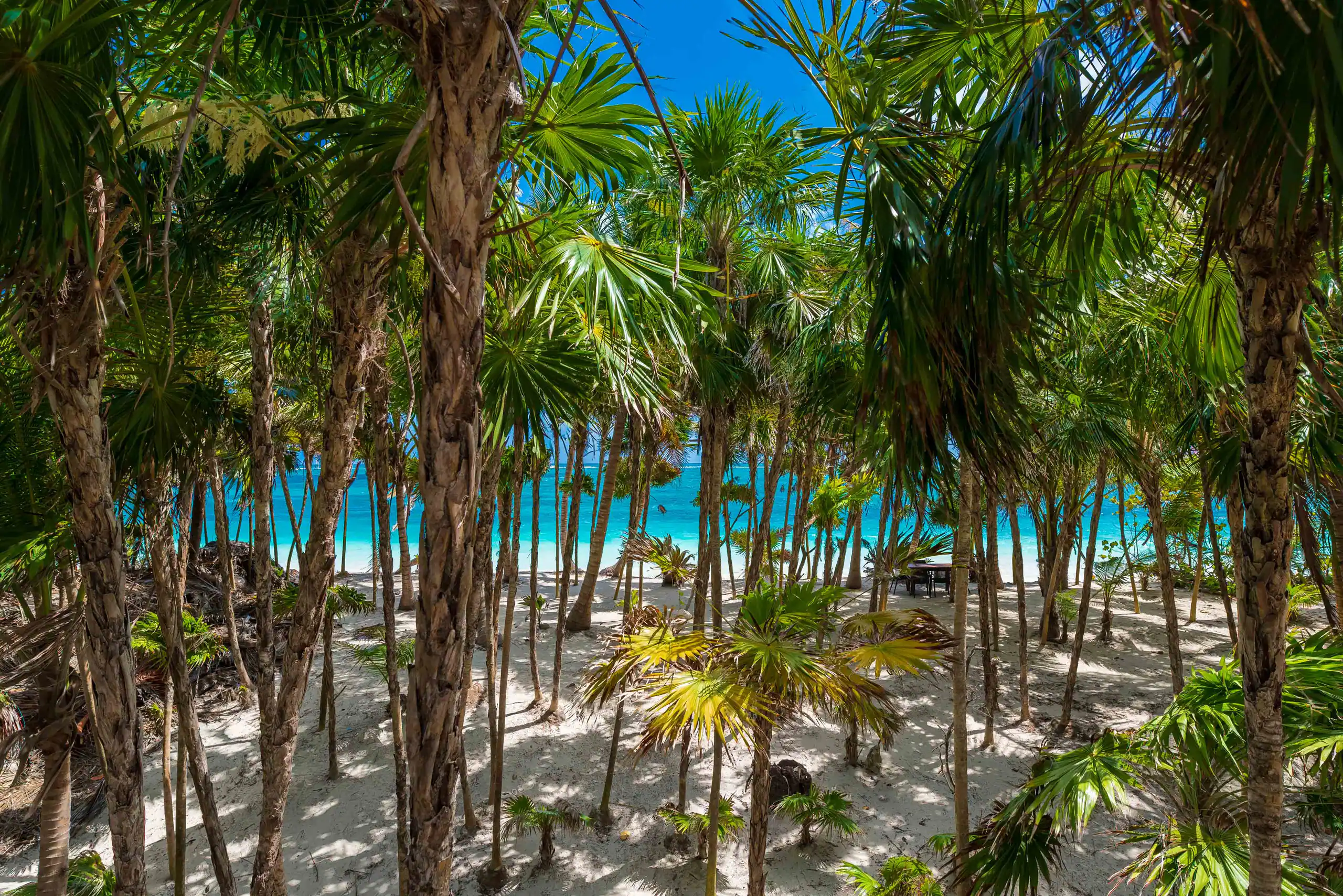 Dense palm grove